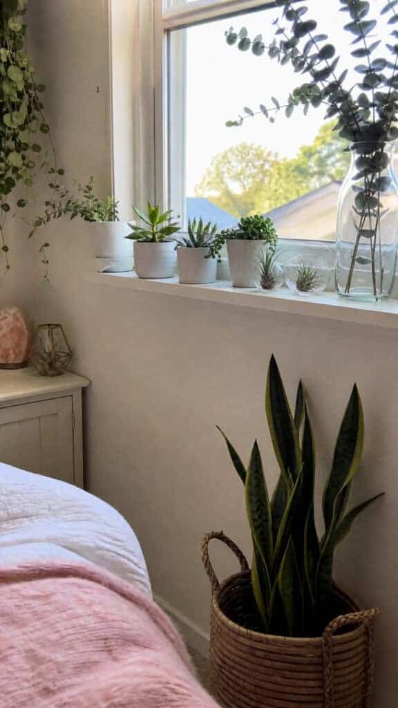 Bringing the Outdoors In with Plants