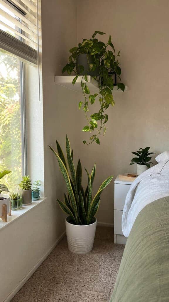 Plants and Greenery for Fresh Vibes